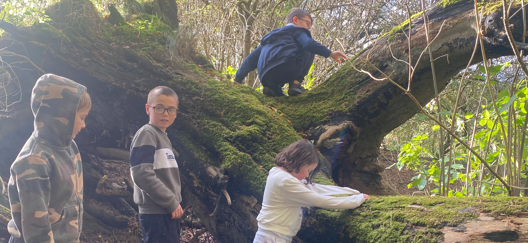 Lamington Primary School home 2025 6 - tree